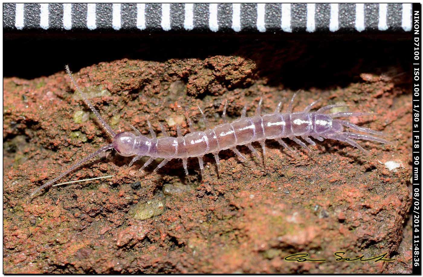 Lithobiidae? Lithobius cfr microporus